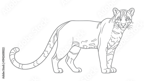 Clouded Leopard Line Art: A detailed line drawing of a clouded leopard, showcasing its unique coat pattern and muscular build with a look of elegance.