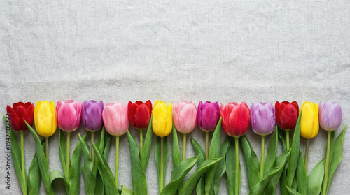 Floral Array: A vibrant row of tulips, each a different hue, graces a textured surface, showcasing the beauty of spring's colorful offerings.