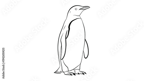 Penguin in Contour: A simple contour outline of a penguin standing upright, depicting the elegance of nature, ideal for design.