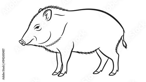 Peccary Line Art: A detailed line drawing of a collared peccary, showcasing its distinctive features and silhouette. 