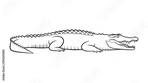 Alligator illustration, happy expression and sharp teeth, open mouth, reptile lying on a white background