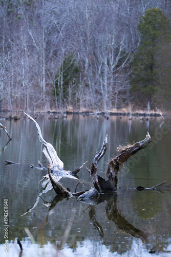 Peaceful nature scene featuring weathered driftwood emerging from the still surface of a quiet lake. The calm water reflects the twisted wood and the surrounding forest of bare winter trees, creating 