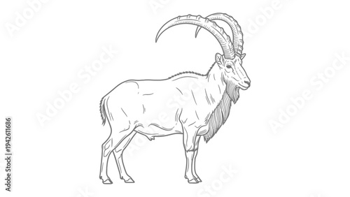 Majestic Mountain Goat Portrait: A meticulously detailed pen-and-ink illustration showcases the powerful silhouette of a mountain goat, highlighting its impressive horns and rugged physique.