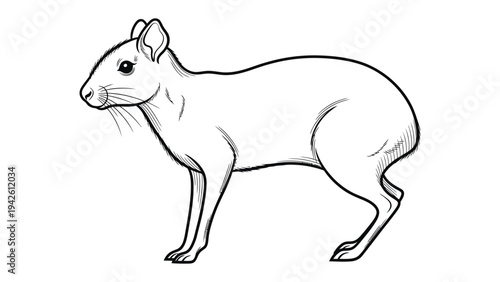 Drawn Mara Silhouette: A crisp black-and-white depiction of a mara, a unique rodent native to South America, rendered with clean lines and illustrative style.