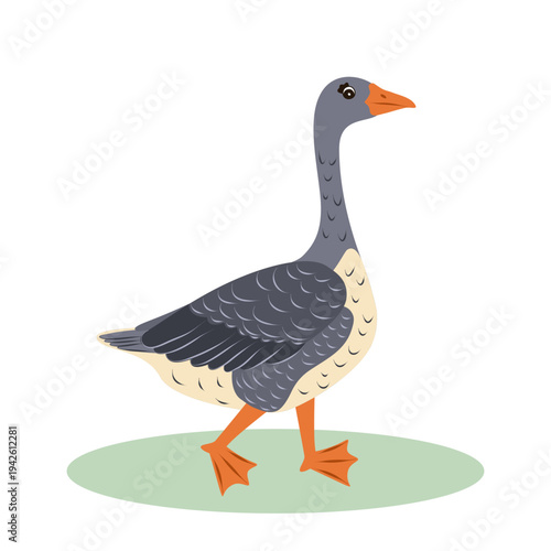 A gray goose isolated on a white background. This cute childrens illustration of a farm bird is perfect for kids educational materials and cards.