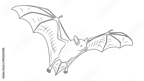 Flying Bat Outline: A detailed monochrome line drawing of a bat in mid-flight, showcasing its wing structure and unique silhouette against plain backdrop.