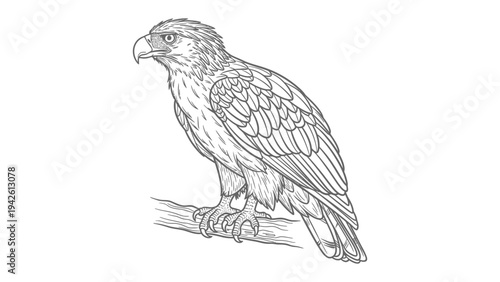 Eagle Sketch: Illustration of a majestic eagle perched on a branch, meticulously detailed in a striking sketch style.