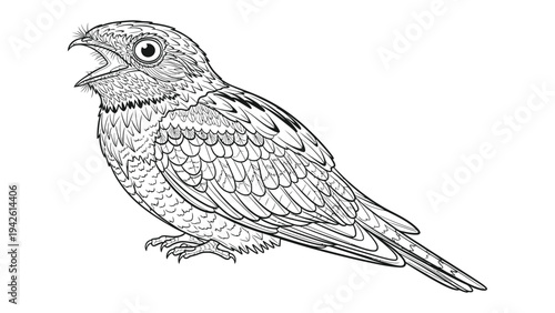 Artistic Nightjar Illustration: A detailed black and white illustration of a nightjar, showcasing intricate feather patterns, and open beak against a plain backdrop.