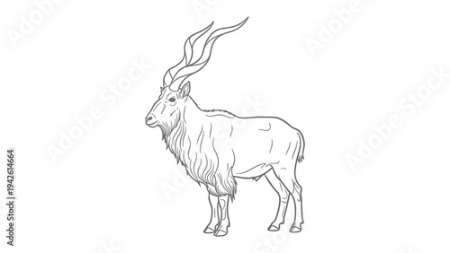 Serene Markhor Silhouette: A meticulously crafted line drawing unveils a regal markhor, showcasing its distinctive, spiraling horns, capturing the essence of wilderness elegance.