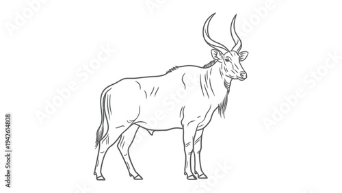 Majestic Kudu Illustration: Intricate line art depicts a magnificent kudu with its iconic spiraled horns, embodying the serene beauty of African wildlife in a minimalist design.