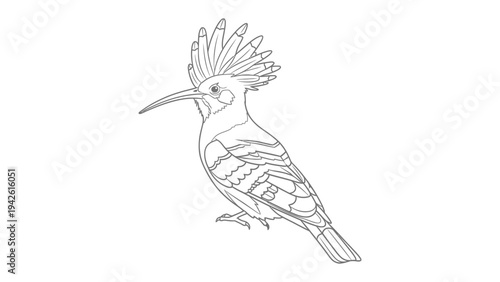 Elegant Bird Illustration: A detailed outline of a bird with a distinctive crest, its sharp beak and intricate feather patterns. This illustration evokes a sense of grace and artistic flair.