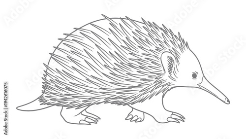 Echidna Sketch: A detailed line drawing of an echidna, showcasing its distinctive spines and long snout, captured in a simple yet elegant artistic style.