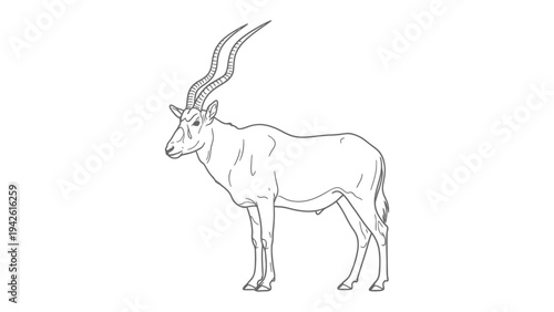 Addax Antelope Illustration: A detailed black and white illustration captures the elegant form of an Addax antelope, showcasing its distinctive long, spiraling horns and graceful posture.