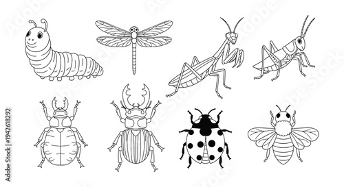 Collection of various black and white insect illustrations displayed on white