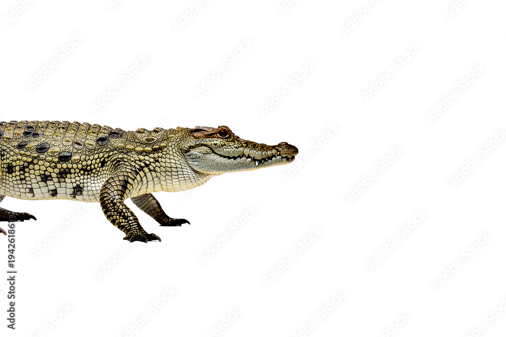 Fototapeta premium A realistic crocodile isolated on a PNG background