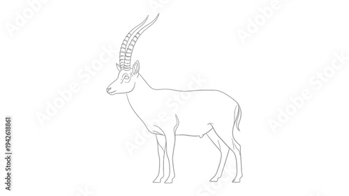 Line art Ibex Profile: A striking line drawing showcases the elegant silhouette of an ibex, highlighting its majestic curved horns and refined features.