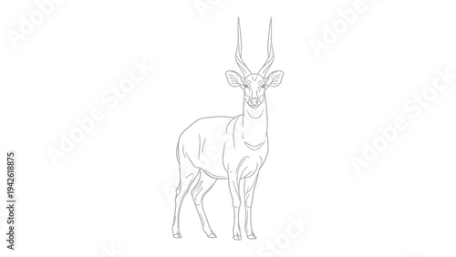 Standing Antelope: Detailed line drawing of an antelope standing tall, looking directly forward in a pose of alertness and grace.