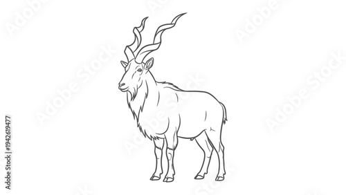Markhor Drawing: A majestic markhor rendered in a simple and minimalist drawing style, showcases its iconic spiraled horns and regal bearing.