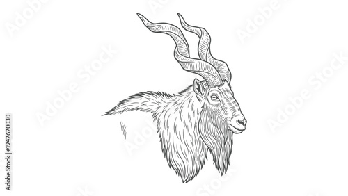 Graceful Markhor Portrait: A detailed sketch captures the majestic markhor, with its impressive spiral horns, showcasing the beauty of mountain wildlife.
