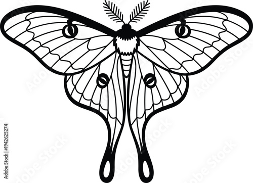 Black and white minimalist line art vector illustration of a Luna moth with decorative wing patterns for mystical nature decor