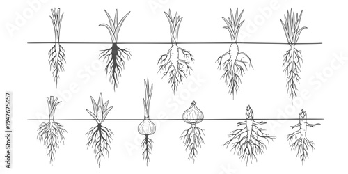 Botanical illustration set of diverse plant root types and systems, including taproots, fibrous roots, tubers, bulbs, and rhizomes in a hand-drawn style.
