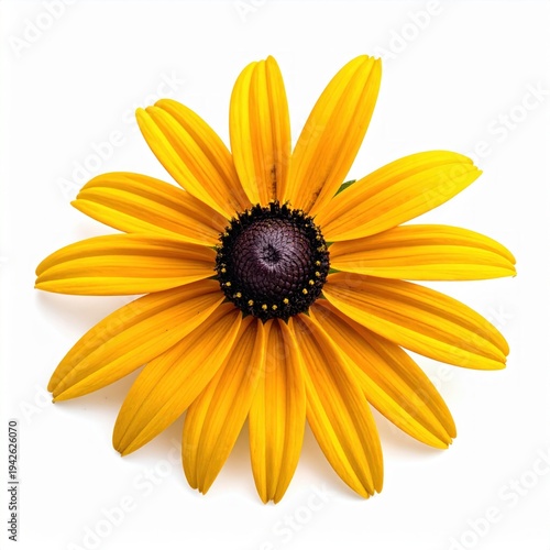 Yellow Black Eyed Susan Flower With Dark Brown Seed Head And Bright Petals Vibrant Rudbeckia Garden Bloom With Detailed Floral Texture isolated on white background