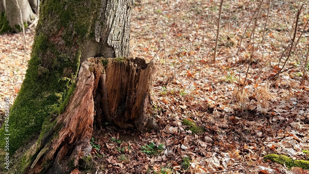 Fototapeta premium stump in the forest
