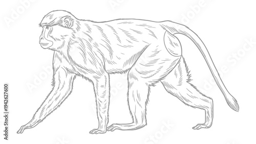 Monkey sketch: A detailed sketch of a monkey.