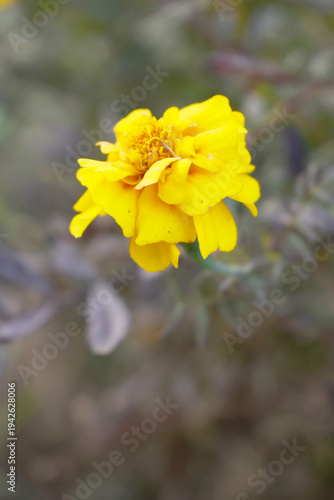 Yellow french marigold flower blossom in garden, Yellow french Mari Gold flowers for decorate garden, Close up of beautiful small marigold flower in garden. Marigold flowers bloom in nature