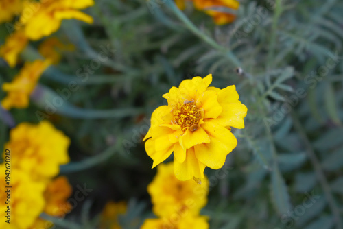Yellow french marigold flower blossom in garden, Yellow french Mari Gold flowers for decorate garden, Close up of beautiful small marigold flower in garden. Marigold flowers bloom in nature