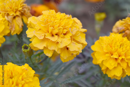 Yellow french marigold flower blossom in garden, Yellow french Mari Gold flowers for decorate garden, Close up of beautiful small marigold flower in garden. Marigold flowers bloom in nature
