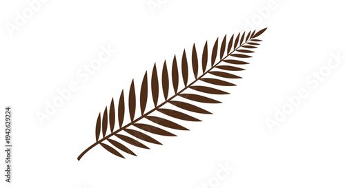 Silhouette of a brown fern leaf with many detailed leaflets showing delicate botanical patterns found in forest undergrowth areas.