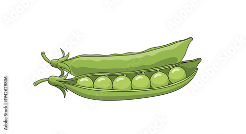 Fresh green pea pods with one opened to reveal a row of round sweet peas representing healthy organic garden vegetables.