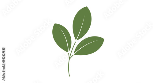 Simple cluster of three green oval leaves on a single stem representing fresh new growth and botanical beauty of a garden plant.