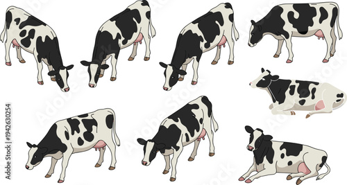 Isometric dairy cow collection, black and white Holstein cattle grazing, standing and resting farm livestock animals vector illustration