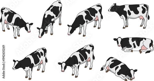 Isometric dairy cow set, black and white cattle grazing, standing and resting farm animals, livestock agriculture vector illustration