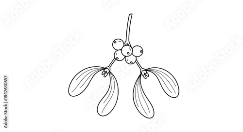 Classic black and white line art sketch of a traditional mistletoe sprig with round berries for christmas and winter holiday decorations.