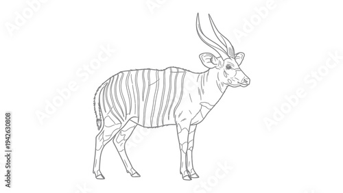 Eland Line Art Illustration: A detailed line art illustration of a graceful eland, showcasing its impressive size and elegant form.