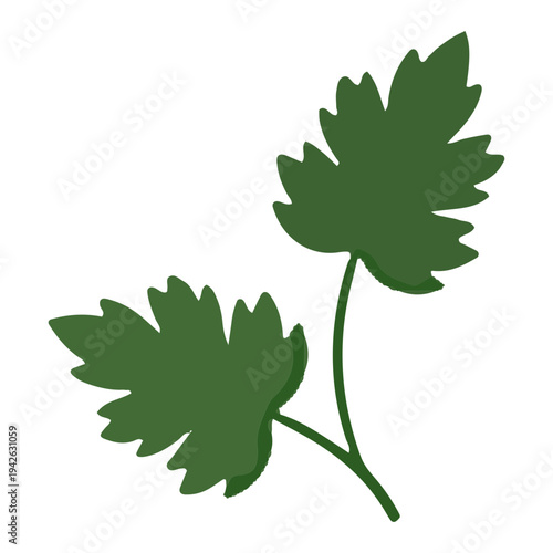 Green Parsley Herb Leaves Icon