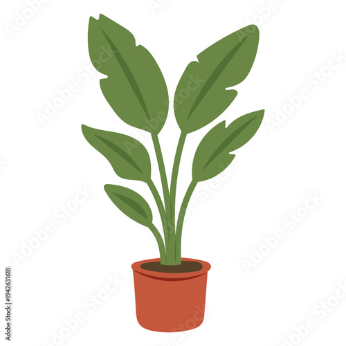 Large indoor houseplant in terracotta pot with green leaf