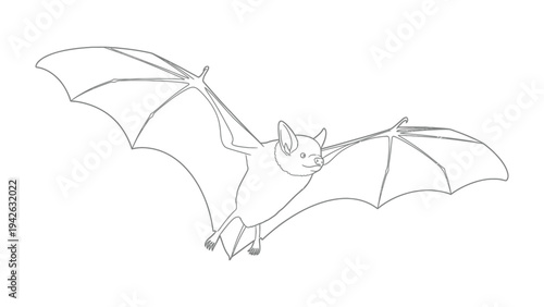 Illustration of a Bat in Flight: A stylized line drawing depicts a bat with its wings spread wide, captured mid-flight, showcasing its unique anatomy and aerial prowess.