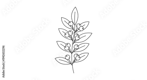 Detailed line art illustration of vertical botanical branch featuring numerous round berries and pointed oval leaves.
