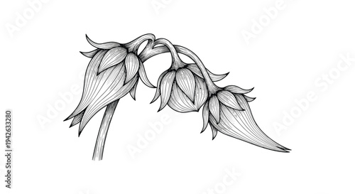 Intricate vintage style engraving of hanging fuchsia flower buds on stem with detailed shading on white background.