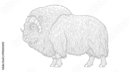 Majestic Muskox Silhouette: A detailed pen and ink illustration of a Muskox, showcasing the animal's massive size and unique features, ready for coloring.