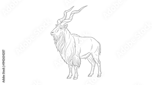  Majestic Markhor Line Art: An elegant line drawing captures the essence of a markhor, showcasing its impressive spiraling horns and regal stance.