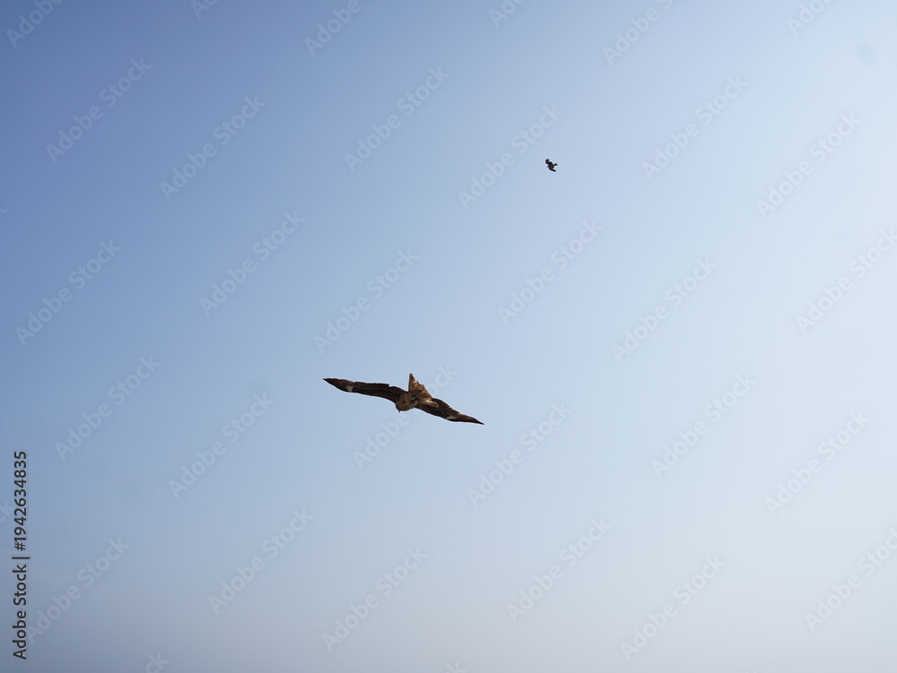 Fototapeta premium vulture in flight