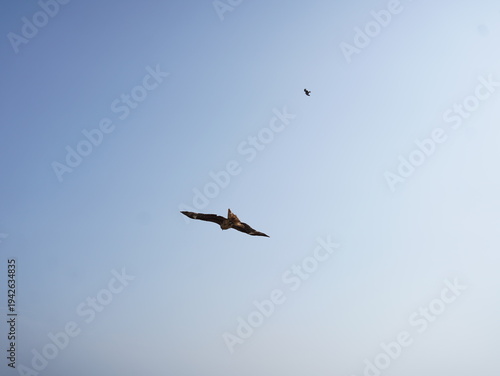 vulture in flight