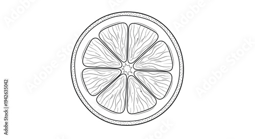 Black and white line art illustration of a citrus fruit slice showing segments and textured peel for coloring.