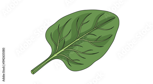 Fresh green spinach leaf with visible veins isolated on a plain white background for healthy food concepts.