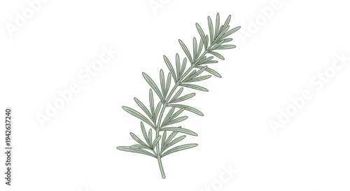 Green rosemary herb branch with small thin leaves in a detailed botanical illustration suitable for culinary and garden themes.